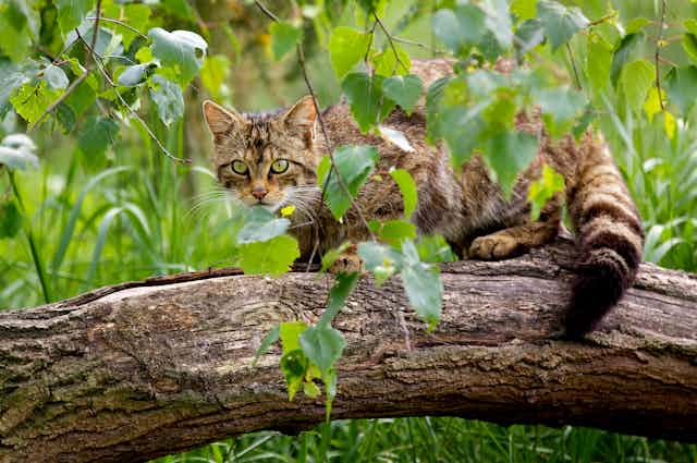 Scottish wildcat crouches on a log
