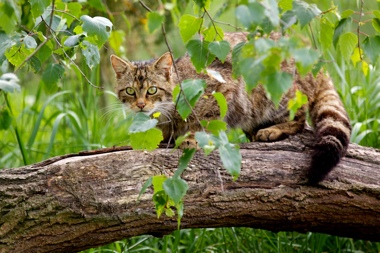 Scottish wildcat crouches on a log