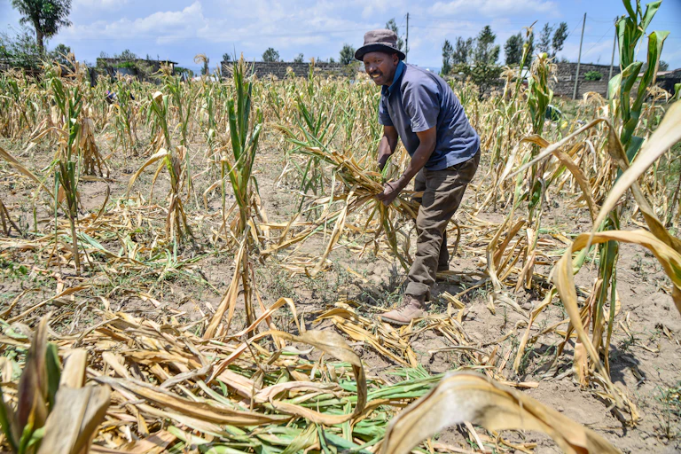 Man gathering leaves on a farm