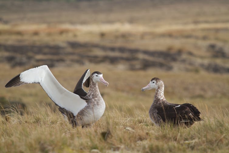 albatros dans un paysage