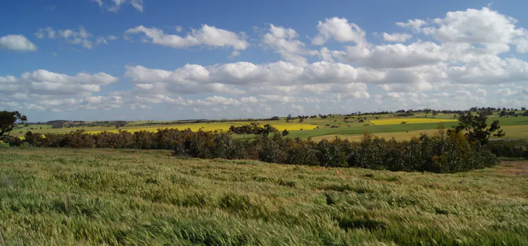 vista of tree revegetation and blue sky
