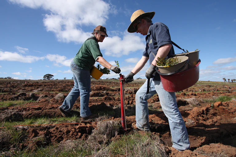 planting trees to revegetate
