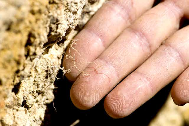 close up hand in soil with plant roots