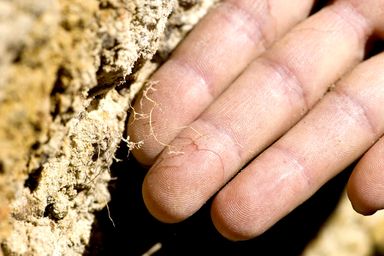 close up hand in soil with plant roots