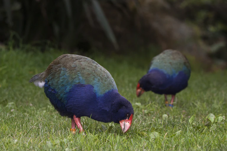 Two takahē grazing on grass.