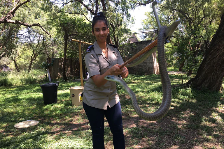 A photograph of a woman holding a long snake using a stick