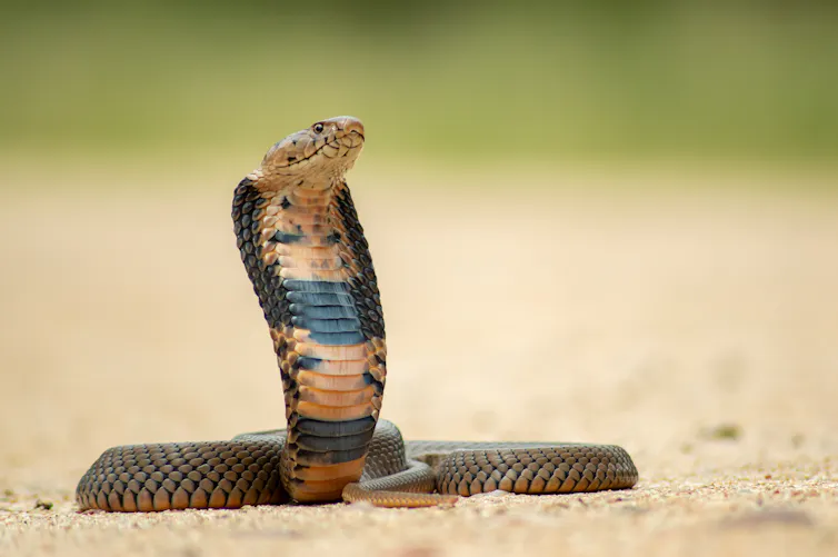 Snake Rearing Do you like snakes, lizards and frogs? Why herpetology might be the ...