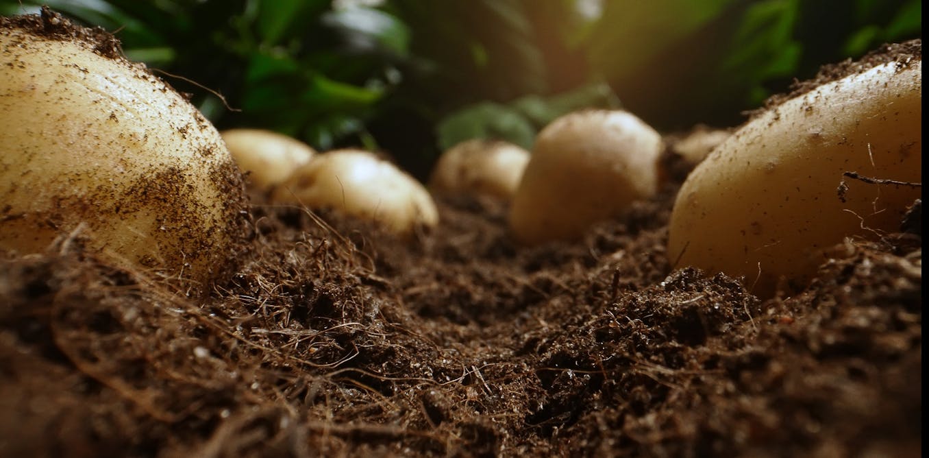 Potato growers can use AI to monitor and predict potato nutrition in real time