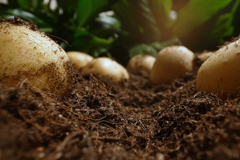close-up of potatoes in a field
