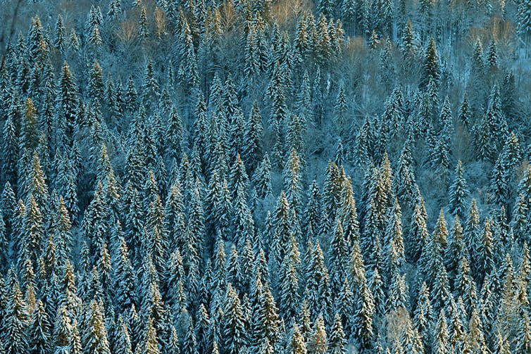 snowy forest