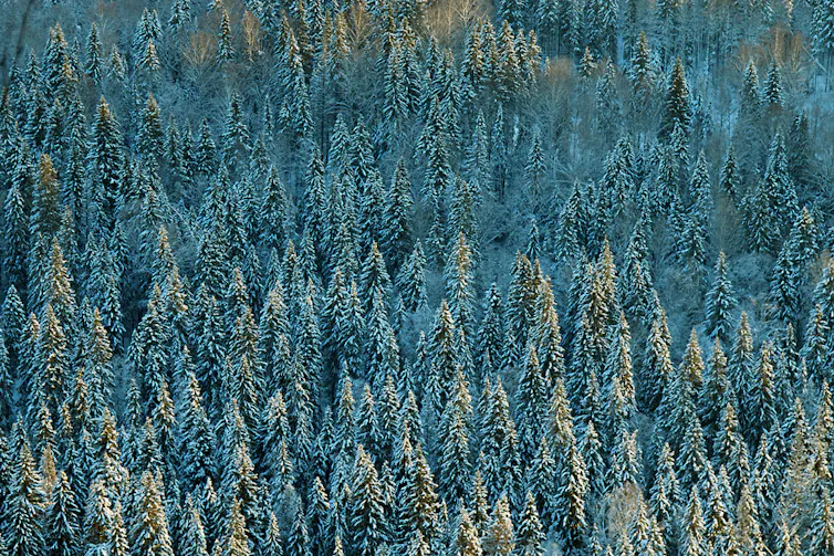 snowy forest