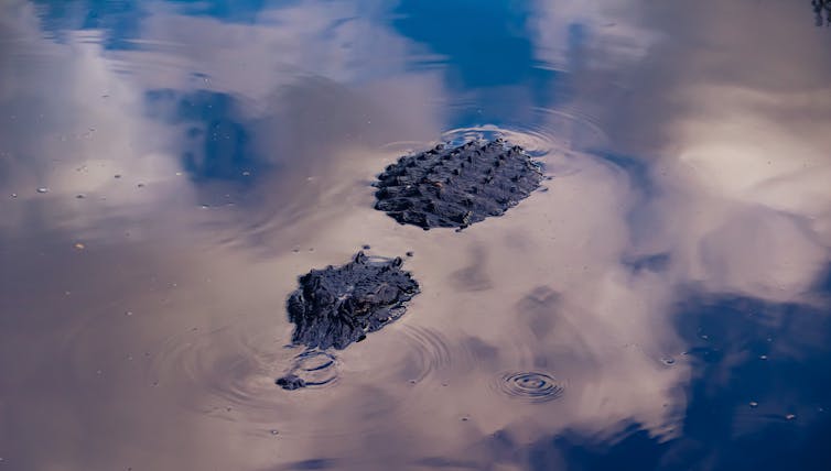 An alligator partly submerged in a lake waiting, for it’s next meal. Clouds are reflected in the still water's surface.