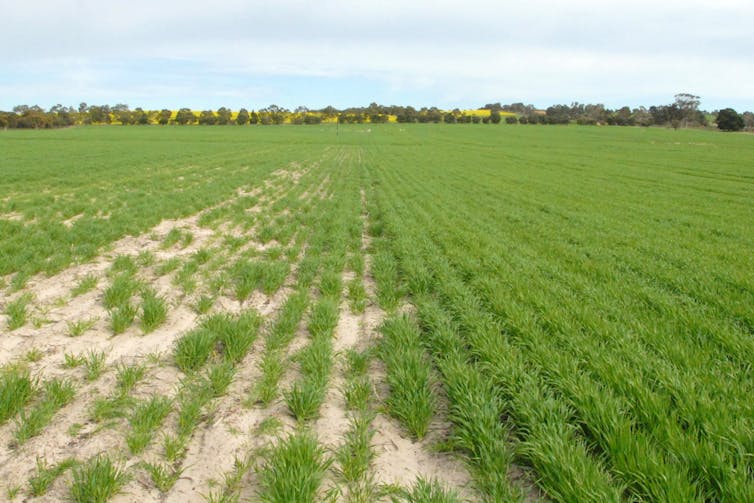 wheat field before ripe