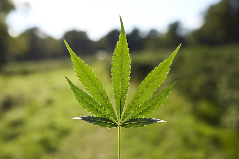 Close-up of a plant with seven leaves