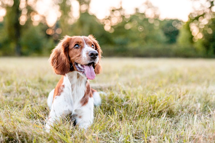 Brown and white dog lying in grass with a playful expression