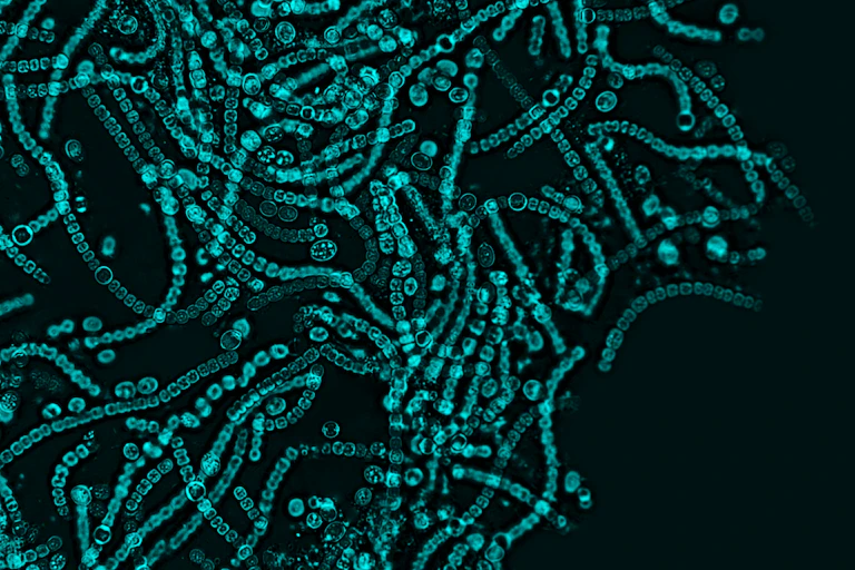 Image microscopique du microbiote