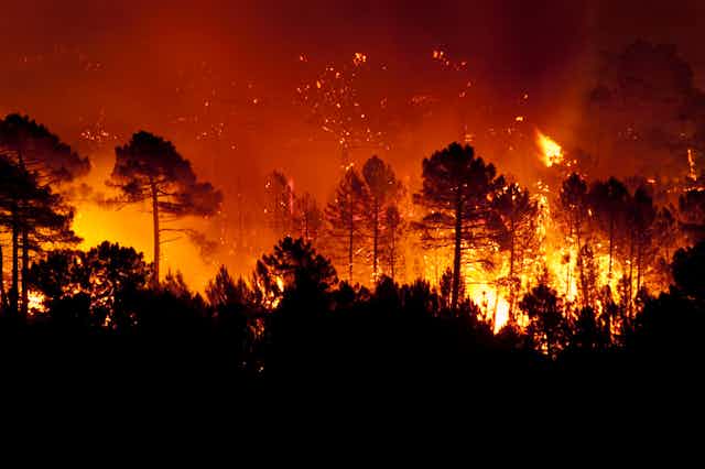 Wildfire in forest at night