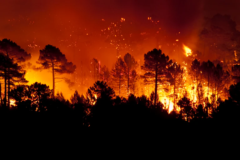 Wildfire in forest at night