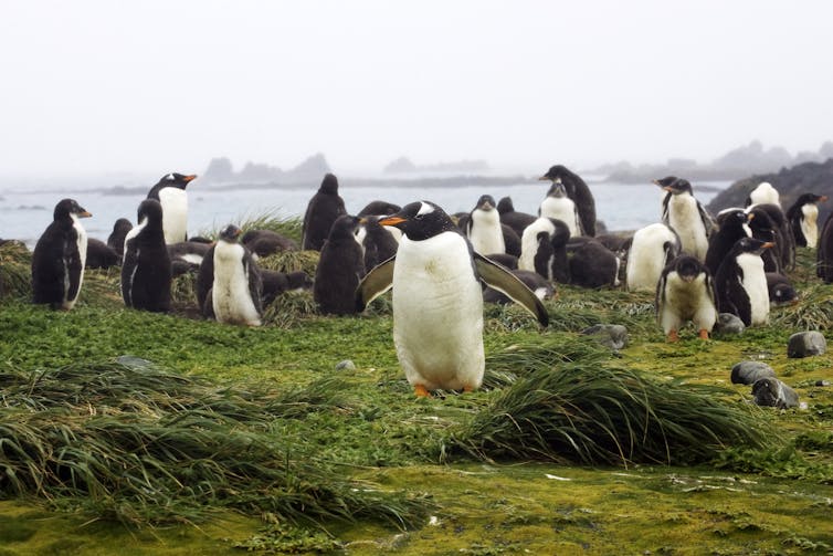 Penguins on grassy surface, sea in background