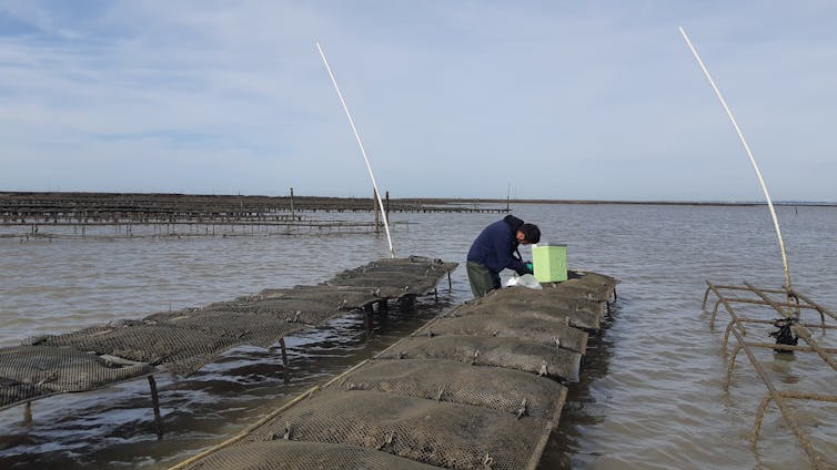 Un scientifique prélève des données sur tables d’ostréiculture de la baie de Bourgneuf