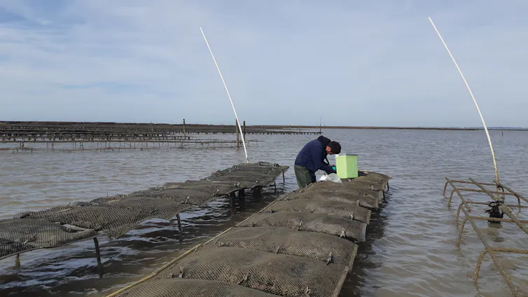 Un scientifique prélève des données sur tables d’ostréiculture de la baie de Bourgneuf