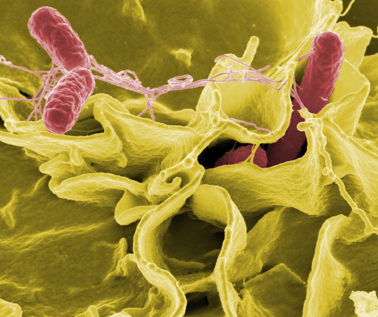 Bactérie de Salmonelle
