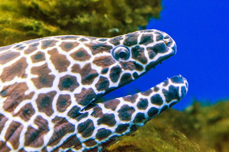 Close-up of head of moray eel with dark brown patches separated by uneven white boundaries.