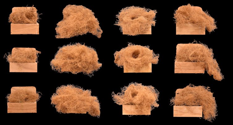 a grid of 12 nests with distinct styles built by four different birds