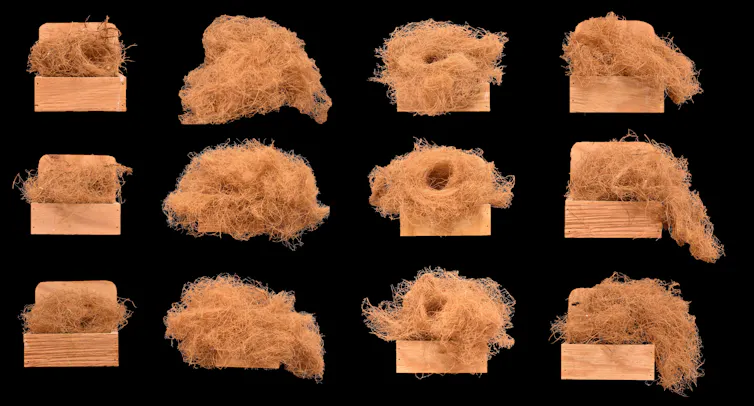 a grid of 12 nests with distinct styles built by four different birds