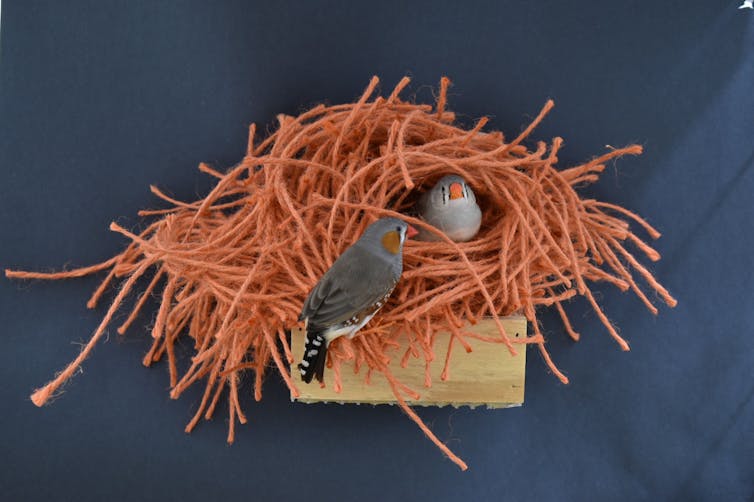two zebra finches building nests from orange yarn