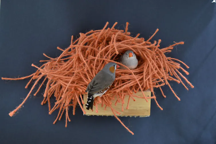 two zebra finches building nests from orange yarn