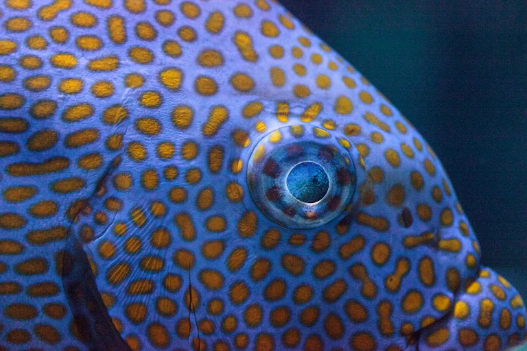 Close-up of the head of a yellowspot rabbitfish with orange spots and purple skin