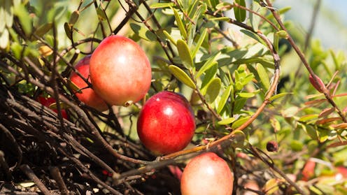 Cranberries can bounce, float and pollinate themselves: The saucy science of a Thanksgiving classic