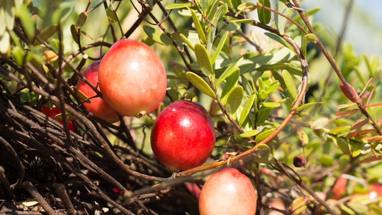 Cranberries can bounce, float and pollinate themselves: The saucy science of a Thanksgiving classic