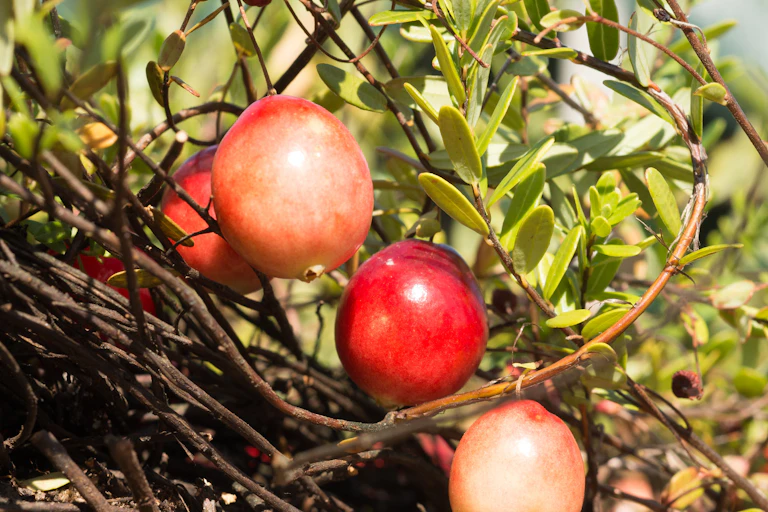 Cranberries on a vine, surrounded by small leaves