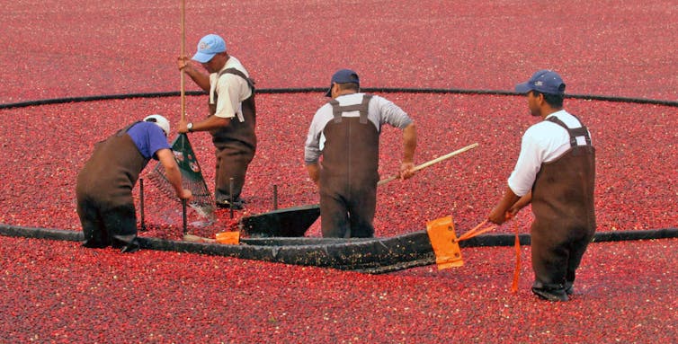 Four men in waders, holding long rakes, thigh-deep in a flooded bog, its surface covered with floating cranberries.