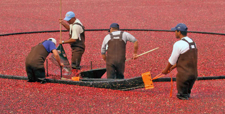 Four men in waders, holding long rakes, thigh-deep in a flooded bog, its surface covered with floating cranberries.
