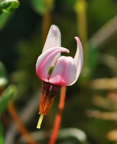 A flower with four curved white petals tinged with pink.