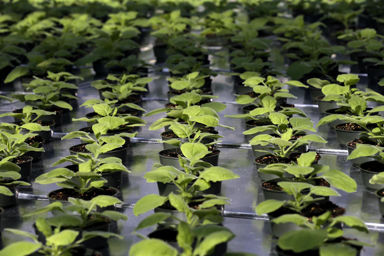 Five rows of small plants in plastic pots, on a silver table.