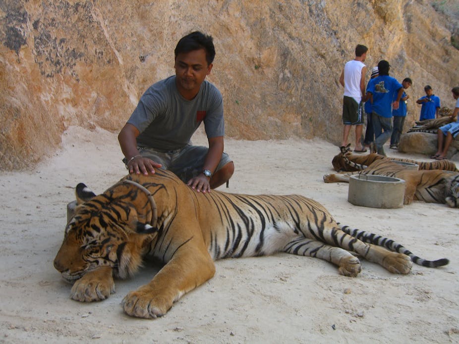 Tinder's tiger selfies show the perils of wildlife close encounters