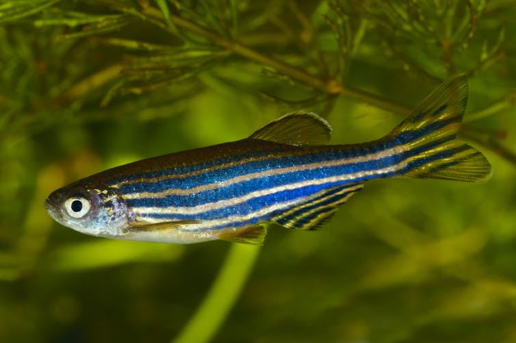 A tiny, royal blue fish with gold stripes looks into the camera. The downward slant of its mouth and shadow at the top of its eye give it an annoyed look.