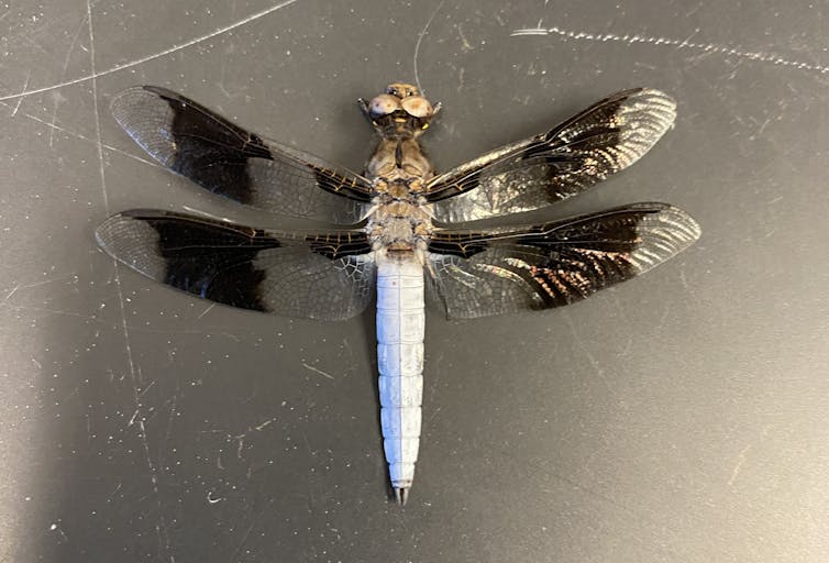A dragonfly with dark bands on its wings.