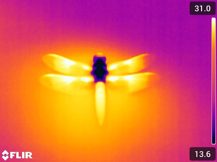 A heat map clearly shows that the dark bands on the wings absorb more heat.