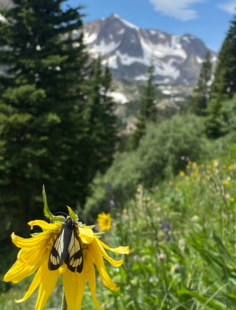 A yellow-and-black moth sits on a yellow flower in an alpine field with snow-covered mountains in the background.