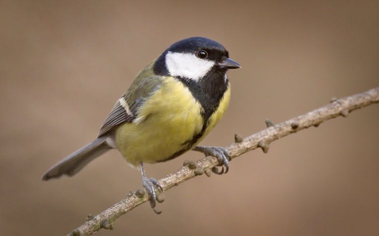 A small bird with a yellow body and black head with white cheeks sits on a branch.