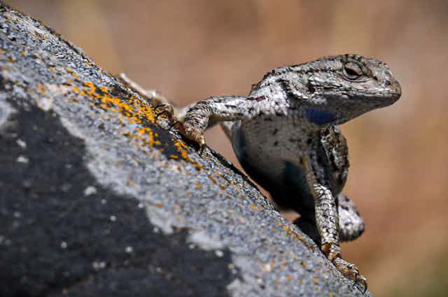 A lizard with a blue spot under its neck sits on a rock.