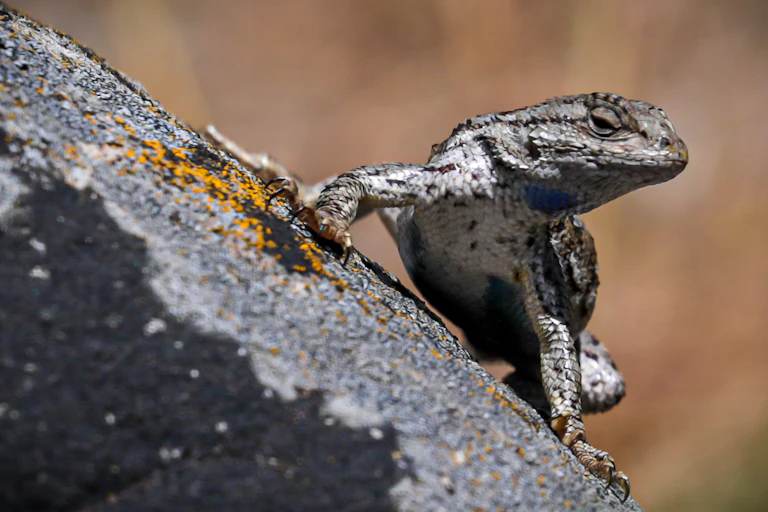 A lizard with a blue spot under its neck sits on a rock.