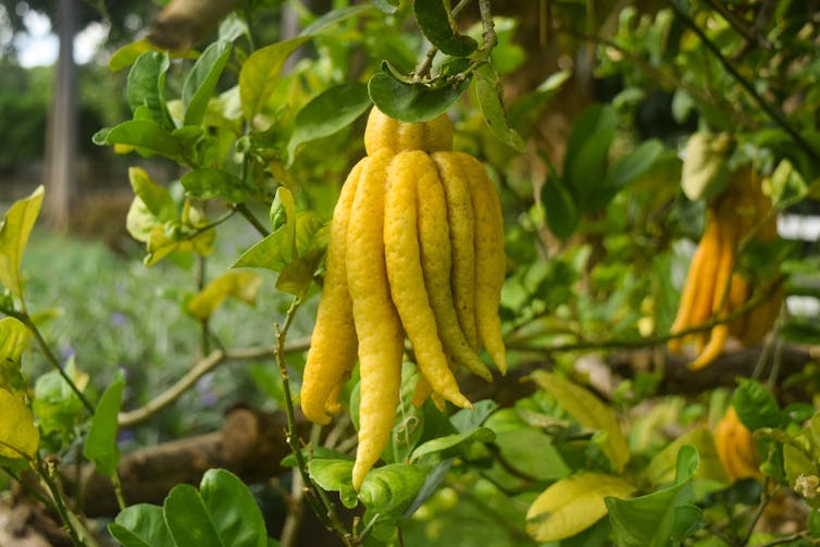 fingered citron tree, a citrus fruit that appears to be composed of many long digits