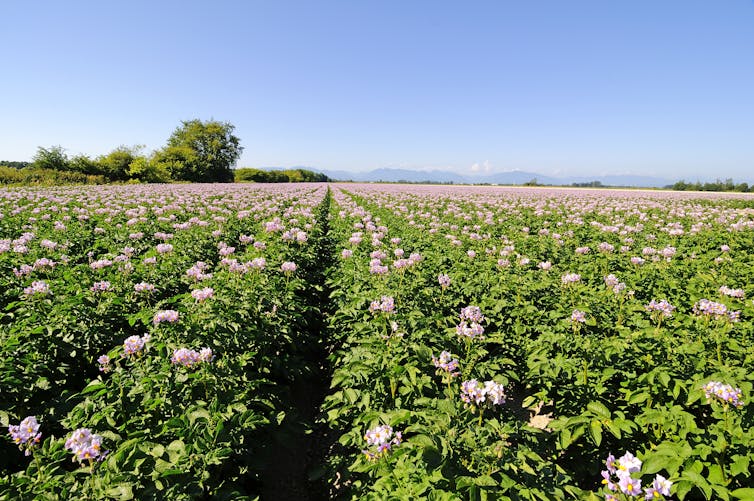 a field of potato plants in a row with flowers