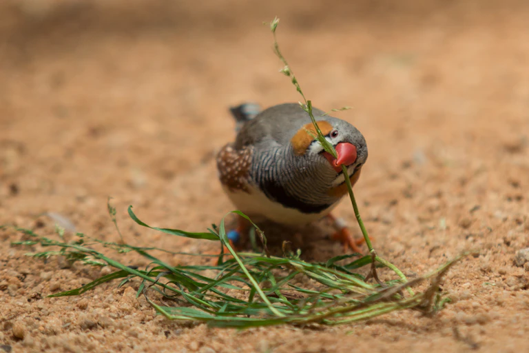 Zebra finch picking up grass